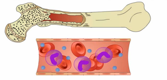 read The Encyclopaedia of Sports Medicine: An IOC Medical